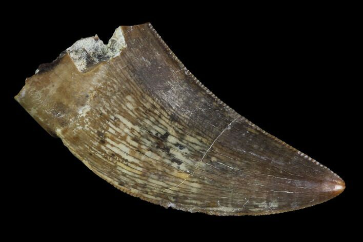 Serrated, Juvenile Tyrannosaur Tooth - Judith River Formation #96780